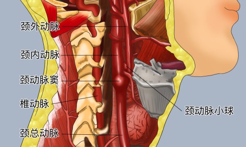 九味镇心颗粒的功效和副作用禁忌-九味镇心颗粒多少钱专区_九味镇心颗粒治疗焦虑症效果好吗专区_九味镇心颗粒主治什么病网